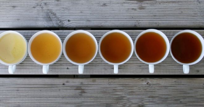7 tipos de chás e a melhor hora do dia para tomar cada um deles