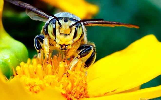 5 coisas que podem acabar se as abelhas forem extintas