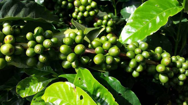 Coisas que podem sumir em caso de desaparecimento das abelhas café