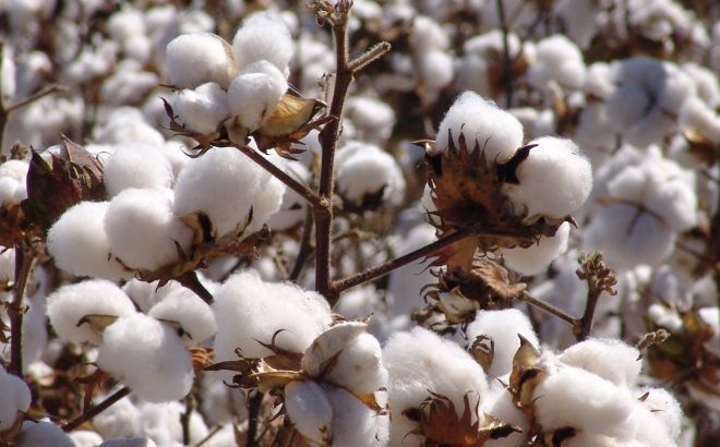 Coisas que podem sumir em caso de desaparecimento das abelhas roupas