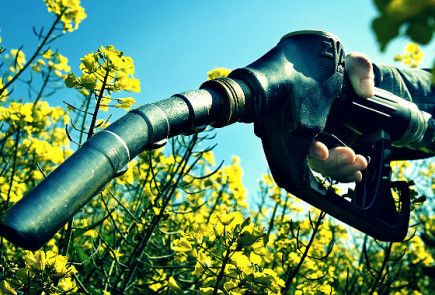 Coisas que podem sumir em caso de desaparecimento das abelhas biocombustivel