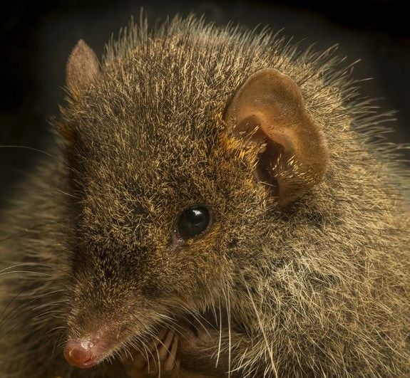 5 animais que amam de forma estranha rato marsupial