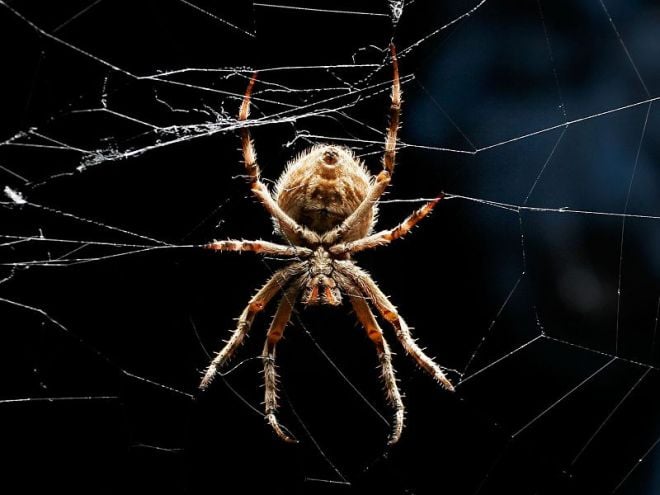 5 animais que amam de forma estranha aranha
