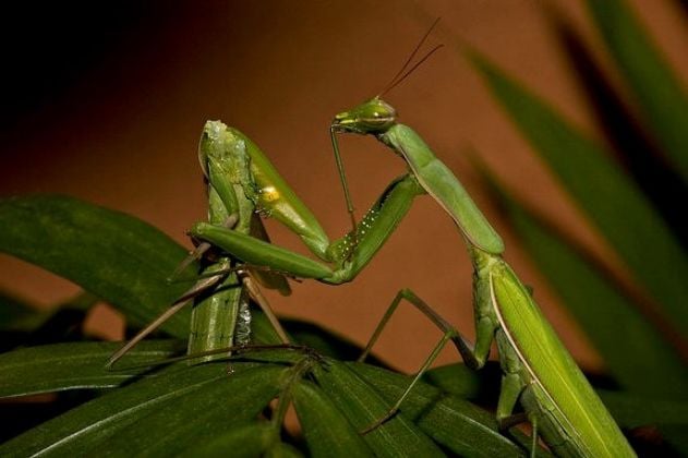 Animais que amam de maneira bizarra e você não sabia