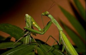 Animais que amam de maneira bizarra e você não sabia