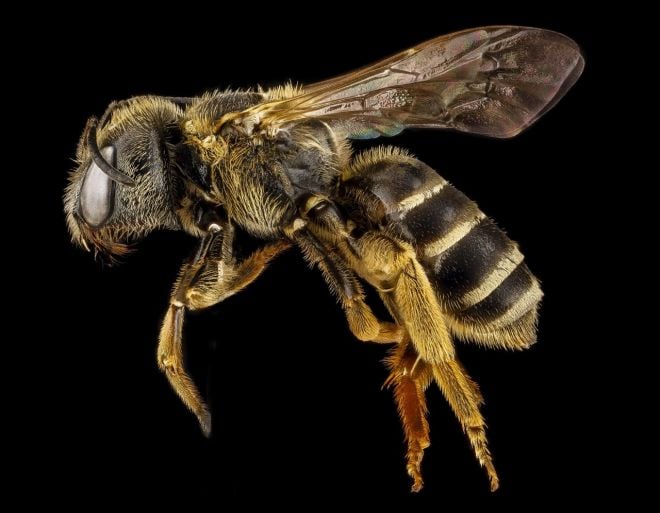 Animais que podem trabalhar em cargos dos humanos abelhas
