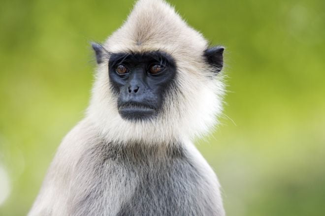 Animais que podem trabalhar em cargos dos humanos macacos