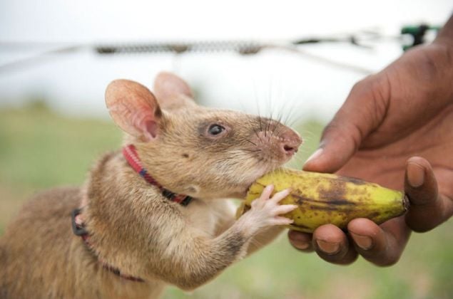 Conheça animais que já conseguiram empregos de humanos