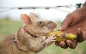 Conheça animais que já conseguiram empregos de humanos