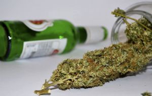 Maconha ou álcool: Qual dessas drogas é mais prejudicial à saúde?