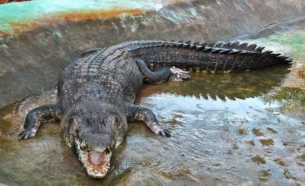Métodos estranhos de evitar gravidez no passado