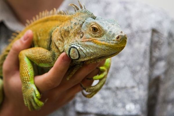 Animais exóticos que podem ser criados legalmente