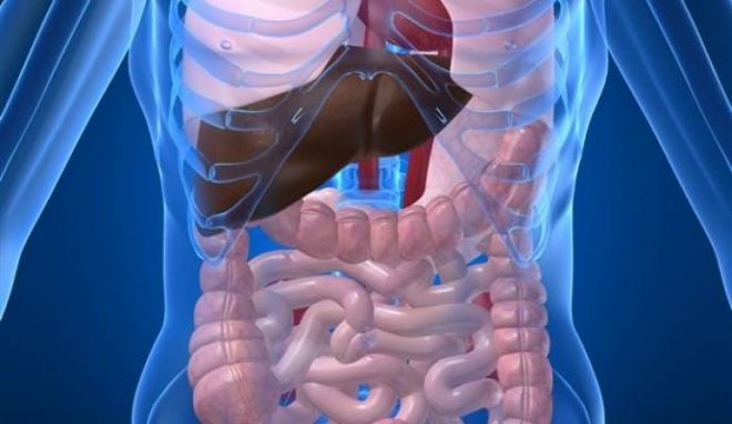 9 órgãos que você pode viver sem