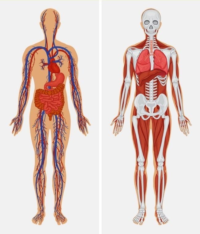 Curiosidades sobre o corpo humano