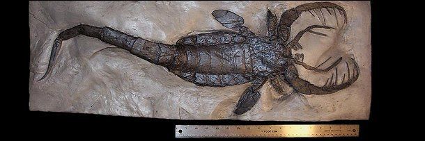 Animais gigantes que já foram extintos