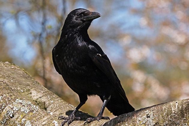 Conheça algumas curiosidades sobre os corvos