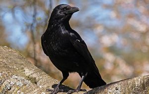 Conheça algumas curiosidades sobre os corvos