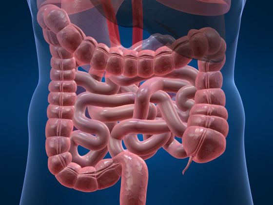 Curiosidades sobre o funcionamento do Intestino