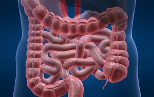 Curiosidades sobre o funcionamento do Intestino