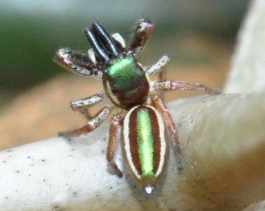 Conheça alguns tipos bizarros de aranha