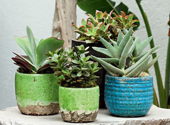 Dicas para cuidar de plantas suculentas dentro de casa