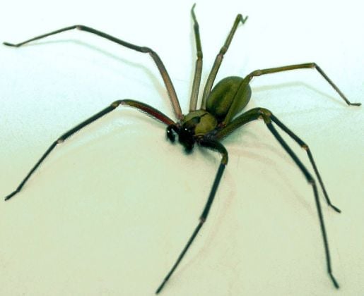 5 aranhas mais perigosas do mundo