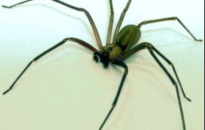 5 aranhas mais perigosas do mundo