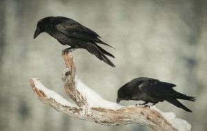 10 curiosidades sobre os corvos