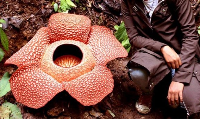 5 flores bizarras e exóticas que existem pelo mundo