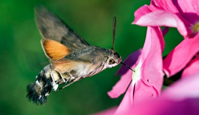 5 fatos estranhos sobre as mariposas