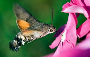 5 fatos estranhos sobre as mariposas