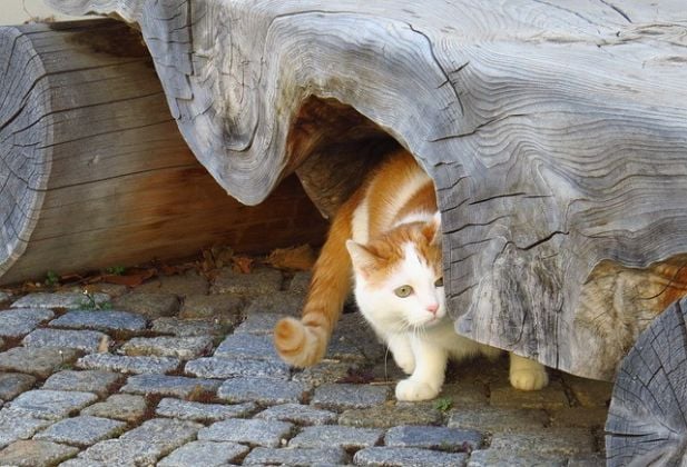 Por que felinos se escondem em locais escuros?