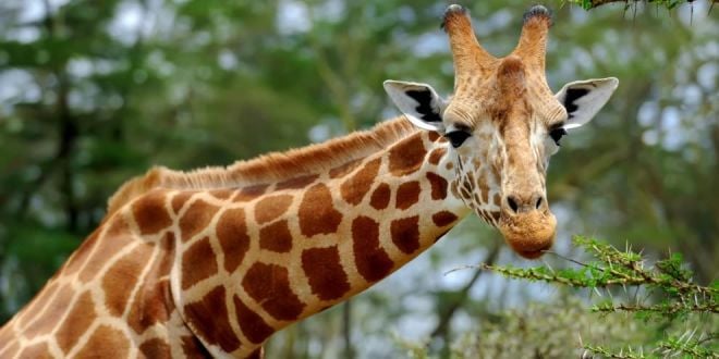 Algumas curiosidades interessantes sobre as girafas