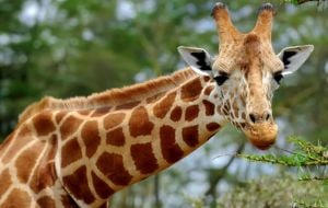 Algumas curiosidades interessantes sobre as girafas