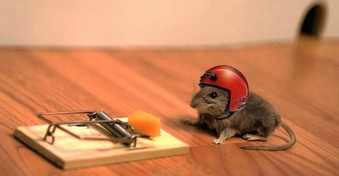 6 dicas para acabar com os ratos em casa