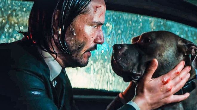 Confira algumas curiosidades sobre os cachorros de John Wick