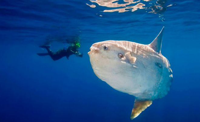 Conheça alguns tipos de peixes bizarros que existem na natureza