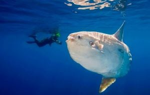 Conheça alguns tipos de peixes bizarros que existem na natureza