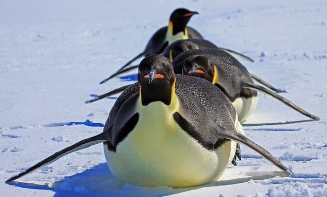 7 fatos divertidos sobre os pinguins