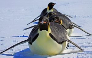 7 fatos divertidos sobre os pinguins