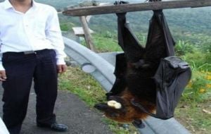 Morcego gigante: saiba se este animal bizarro realmente existe