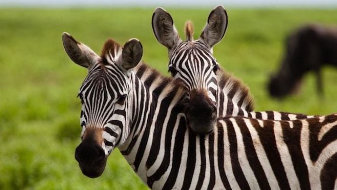 Cientistas descobrem importante função das listas em zebras