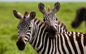 Cientistas descobrem importante função das listas em zebras