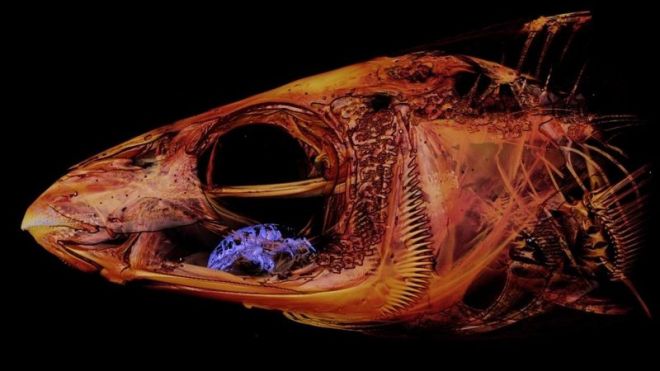 Cientistas encontram parasita bizarro que assume lugar da língua de suas vítimas