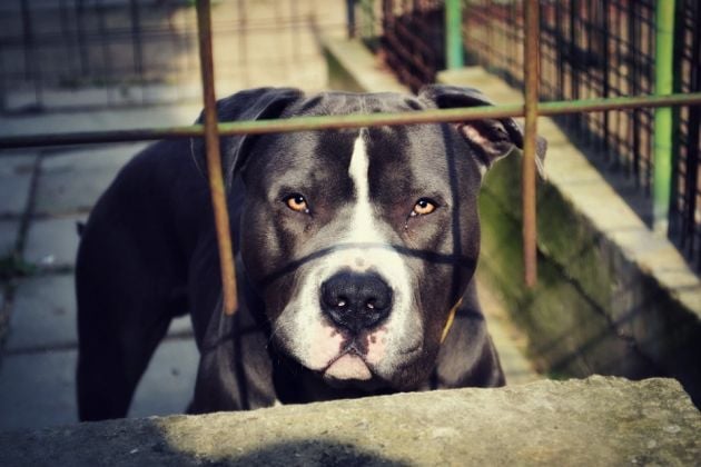 Conheça a história do cachorro pit bull que pensa que é um gato