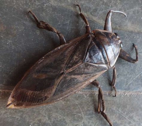 Conheça o inseto que possui a picada mais dolorosa do reino animal