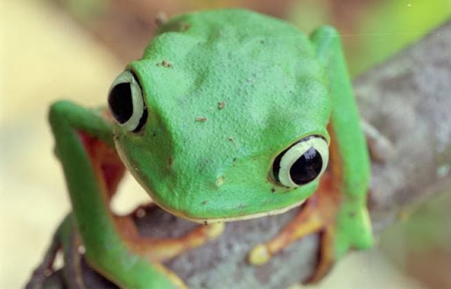 Por que os sapos têm olhos tão grandes?