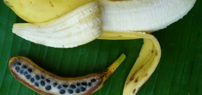 4 frutas que mudaram bastante com o passar do tempo