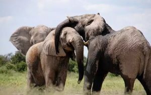 6 curiosidades interessantes sobre os elefantes