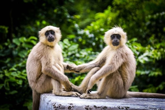 5 coisas incríveis e impressionantes que os animais podem fazer